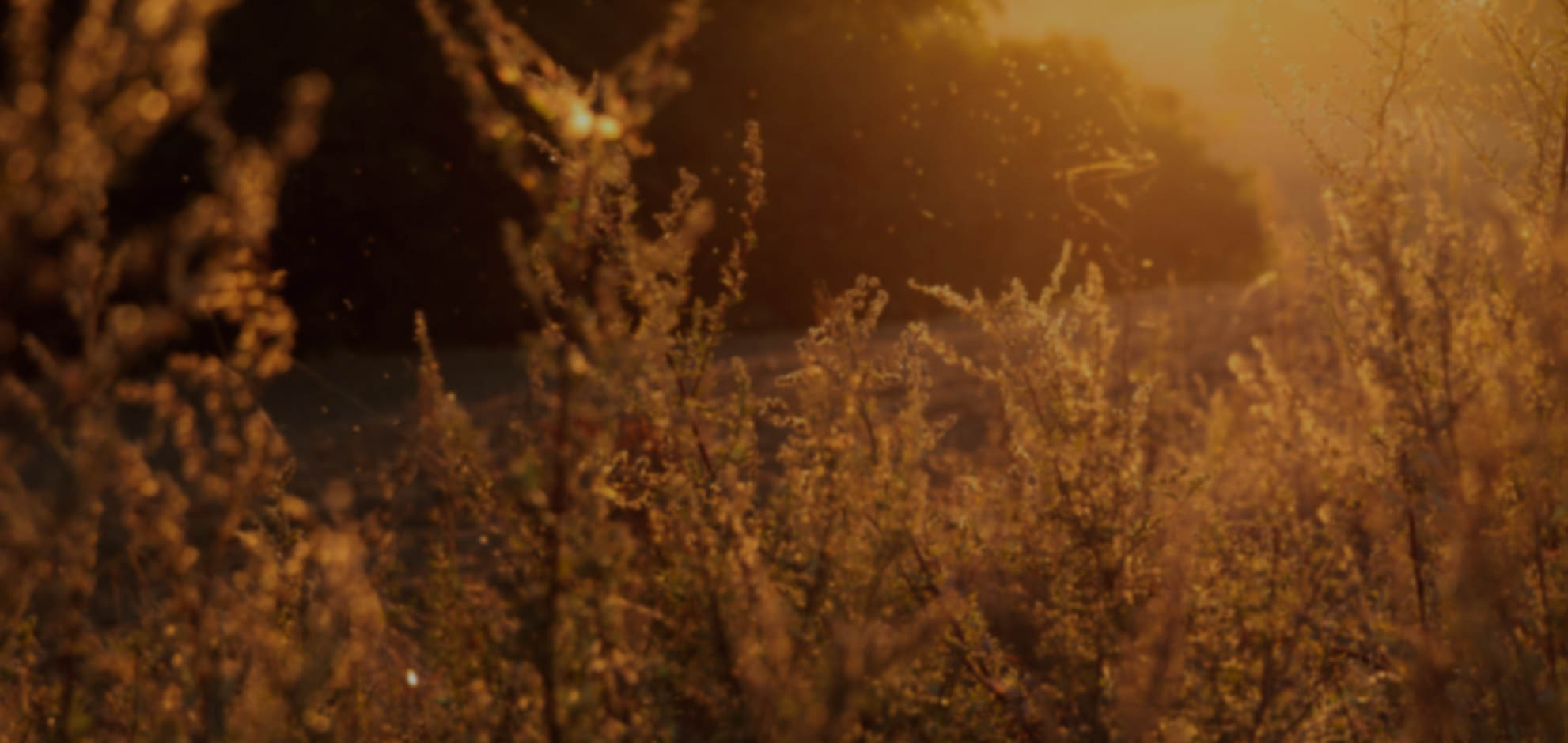 永不中断服务的ddos网页端